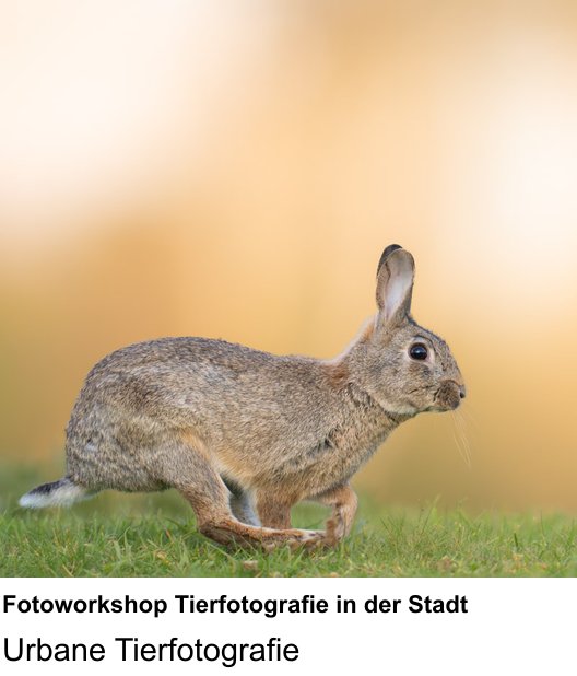 Urbane Tierfotografie – Fotokurs Fotoworkshop Tierfotografie in der Stadt in Bremen