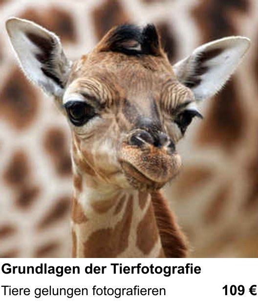 Tiere gelungen fotografieren – Fotokurs Grundlagen der Tierfotografie in Bremen