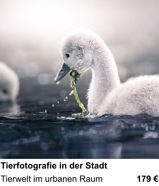 Tierwelt im urbanen Raum – Fotokurs Tierfotografie in der Stadt in Bremen