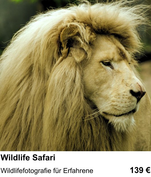 Wildlifefotografie für Erfahrene – Fotokurs Wildlife Safari in Bremen
