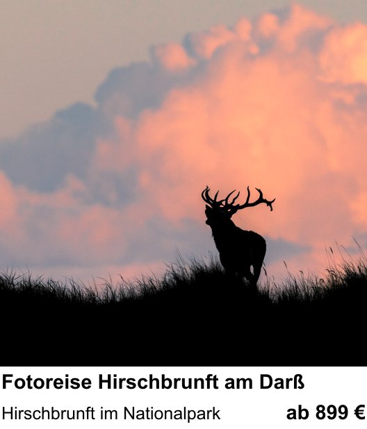 Motivorientierter Fotoworkshop mit dem Thema Fotoreise Hirschbrunft am Darß: Hirschbrunft im Nationalpark