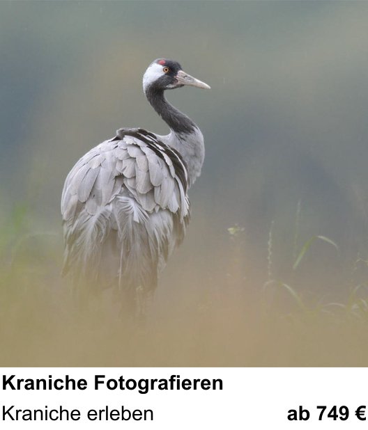Motivorientierter Fotoworkshop mit dem Thema Kraniche Fotografieren: Kraniche erleben