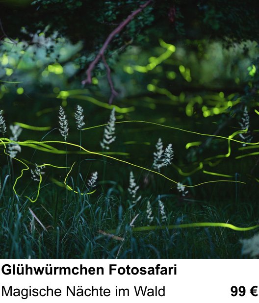 Motivorientierter Fotoworkshop mit dem Thema Glühwürmchen Fotosafari: Magische Nächte im Wald