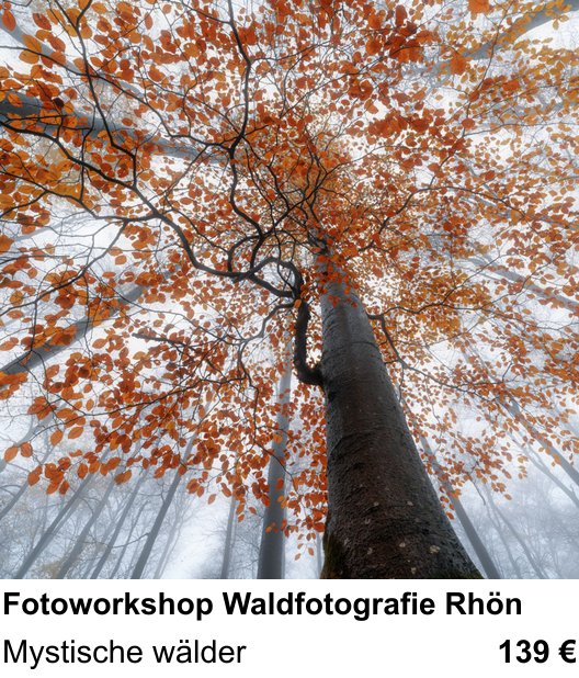 Motivorientierter Fotoworkshop mit dem Thema Fotoworkshop Waldfotografie Rhön: Mystische wälder
