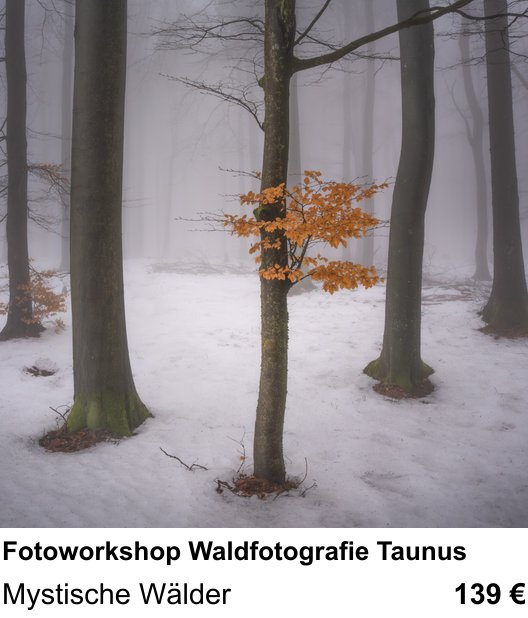 Motivorientierter Fotoworkshop mit dem Thema Fotoworkshop Waldfotografie Taunus: Mystische Wälder