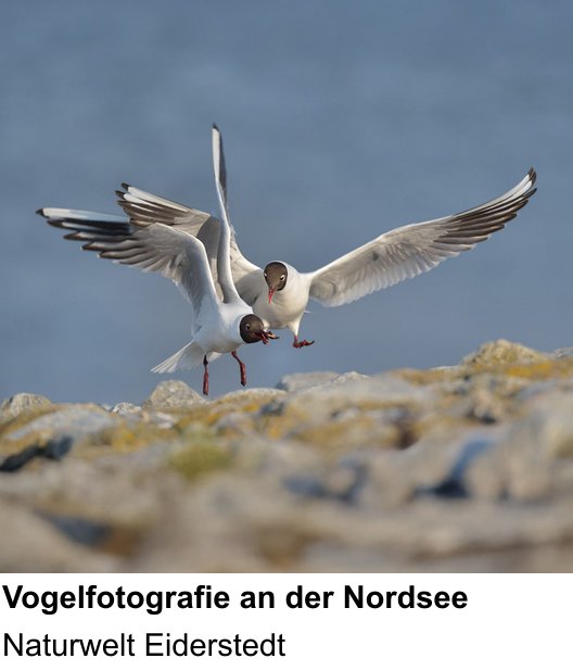 Motivorientierter Fotoworkshop mit dem Thema Fotoreise zur Vogelwelt Eiderstedts: Naturwelt Eiderstedt