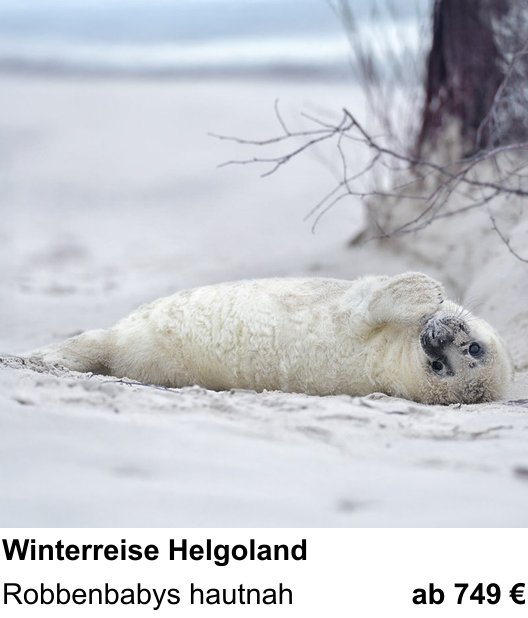 Motivorientierter Fotoworkshop mit dem Thema Winterliche Tierfotografie auf Helgoland: Robbenbabys hautnah
