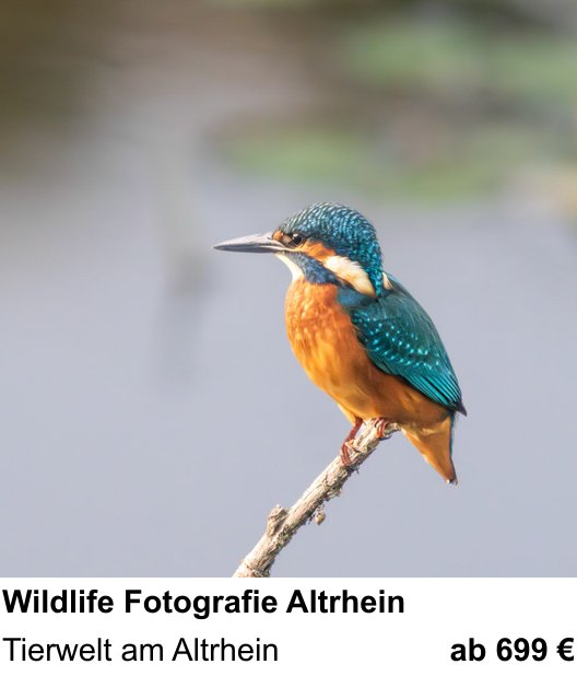 Motivorientierter Fotoworkshop mit dem Thema Wildlife Fotografie Altrhein: Tierwelt am Altrhein