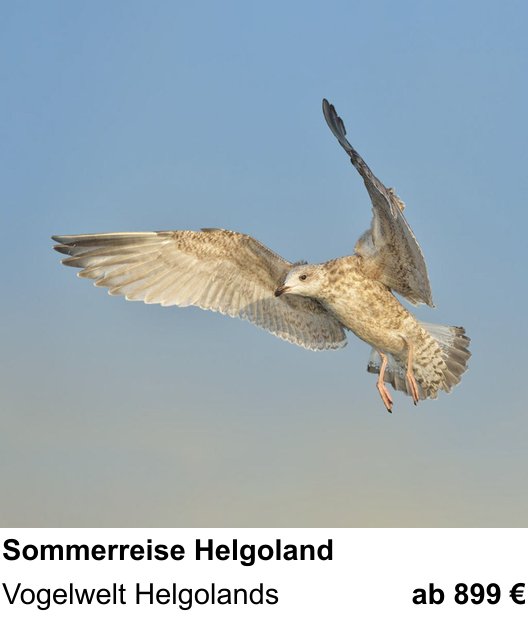 Motivorientierter Fotoworkshop mit dem Thema Küsten- und Vogelfotografie auf Helgoland: Vogelwelt Helgolands